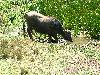 Buffalo in a Weland